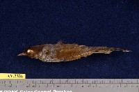 藏品(紋翼畫眉)的圖片